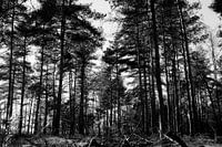 Black and white landscape photography - Hoge Veluwe Nature Reserve