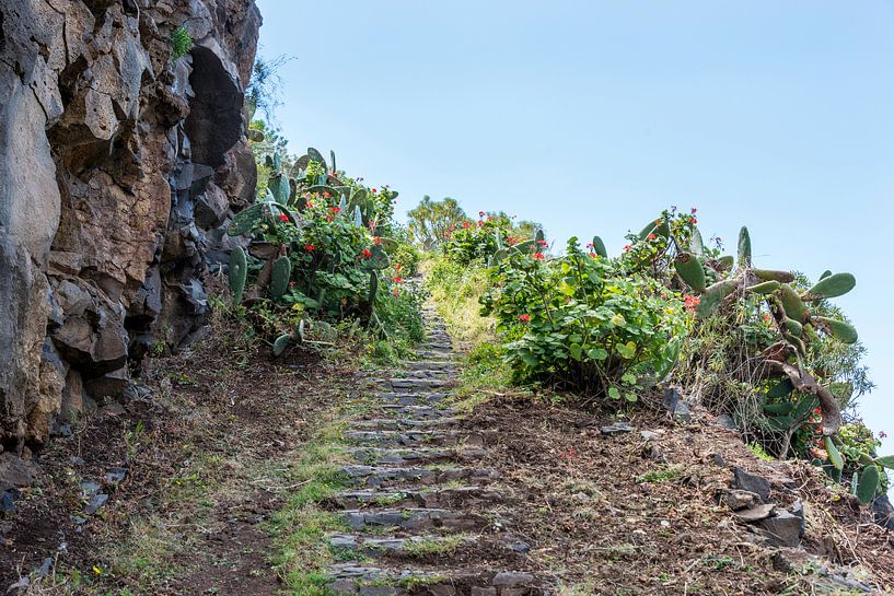 rocks with flowers and cactus par ChrisWillemsen