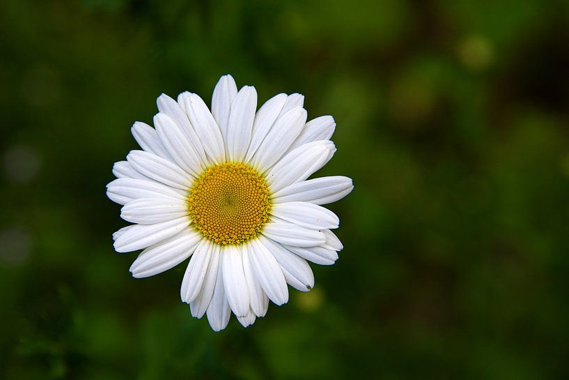 Margriet par jacky weckx