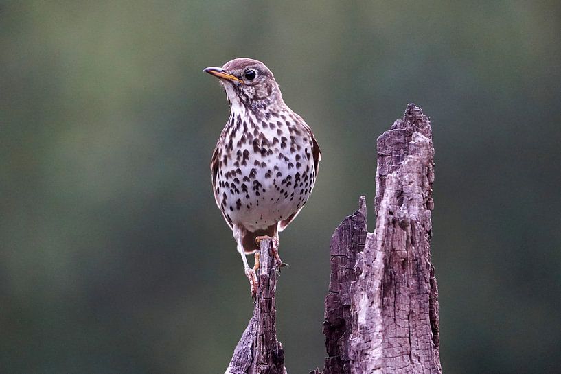 Lijster von Wim Frank