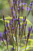 Natuurfoto planten en bloementuin