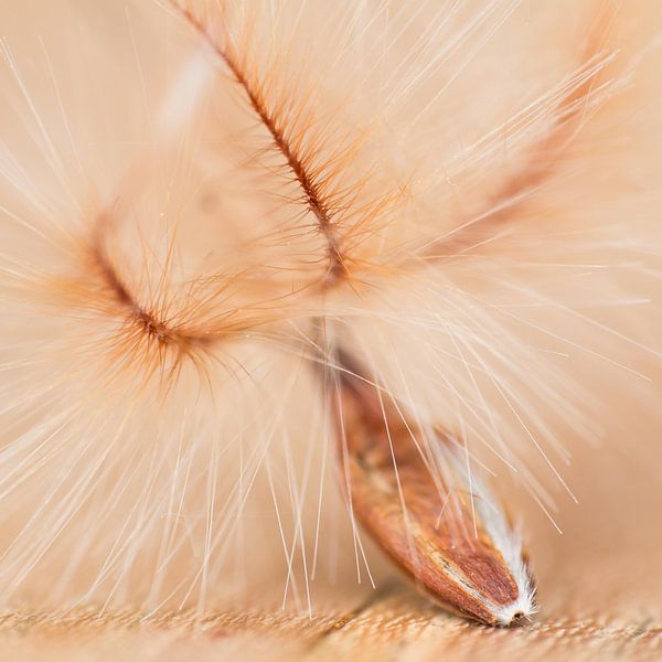 peluches par Klaartje Majoor