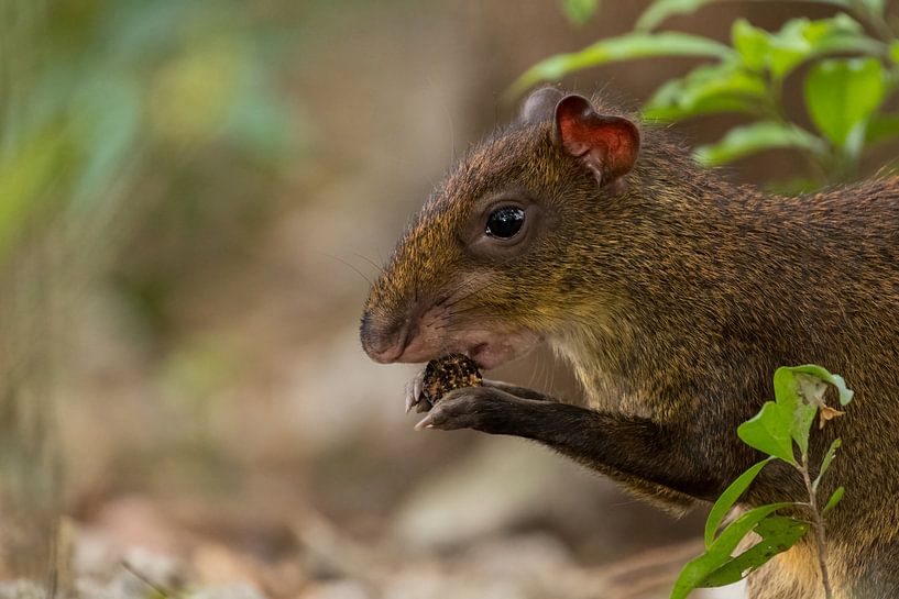 L'agouti d'Amérique centrale dans la forêt tropicale à la recherche de nourriture. par Tim Link