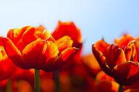 Les couleurs du printemps