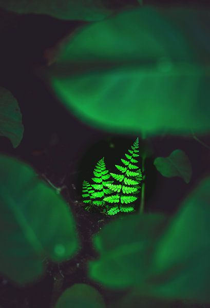 3 Fougères. par Roy IJpelaar