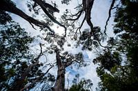 Fascination of size (Kauri trees)