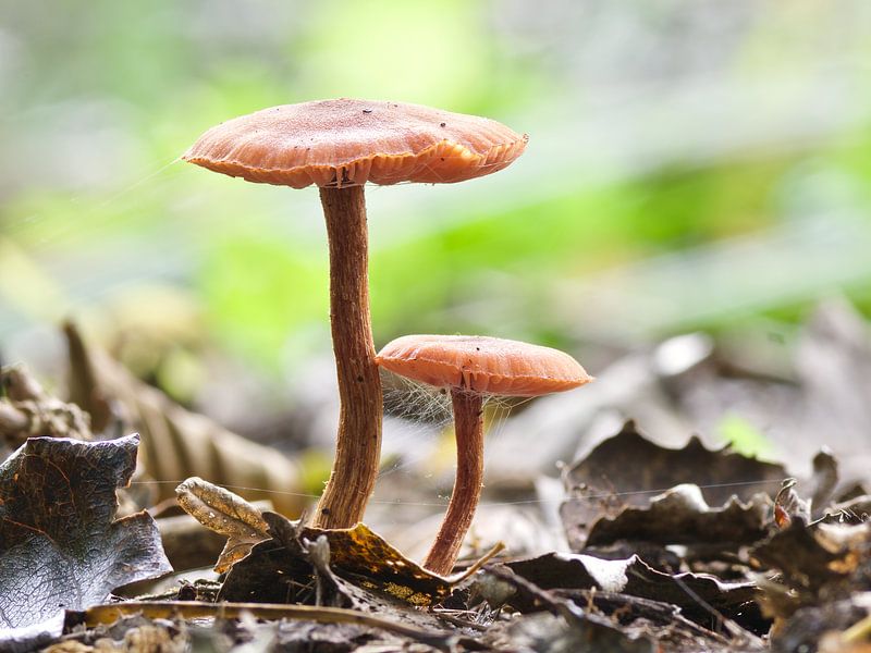 Paddestoel by Dick Besse