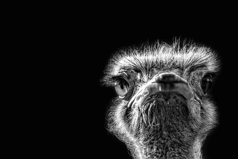 What's up? by Ada van der Lugt