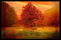 Large beautiful tree in autumn color.