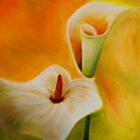 In het licht van de calla