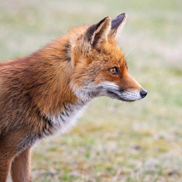 Ein Fuchs ganz nahe. von Abe Maaijen