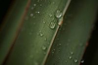 Blatt mit Wassertropfen und Linien