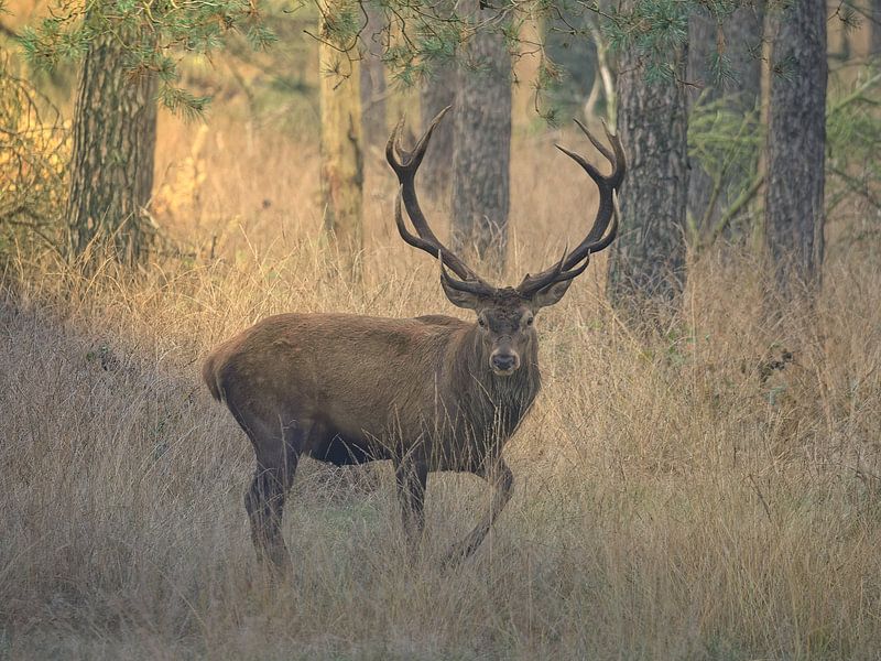 Strike a pose: Red deer by BHotography