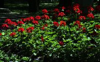 Red flowers in the park.