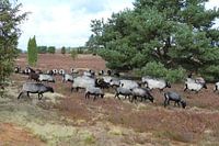Heidschnucken herd in the Lüneburg Heath