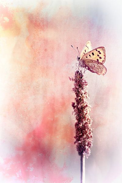 On fire! by Bob Daalder