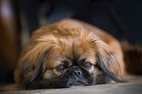 Tibetan Spaniel / Pekingese