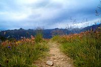 Path in mountains with flowers