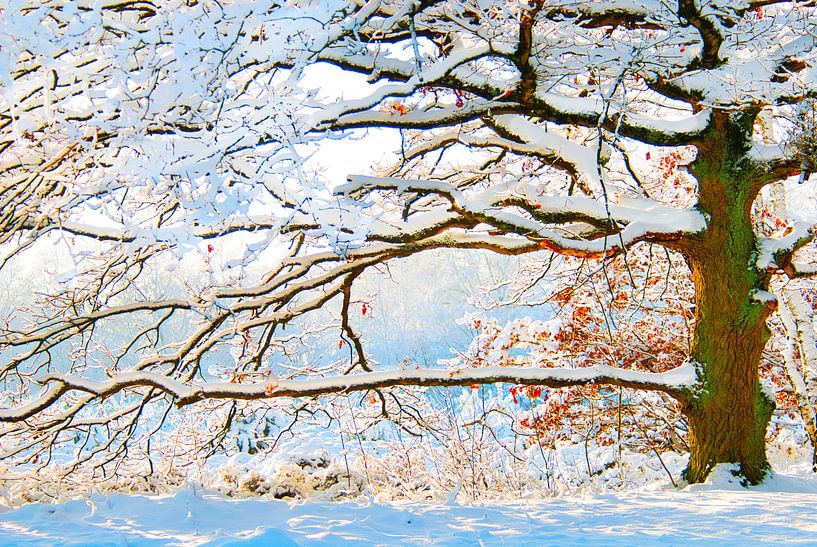A snowy prominent oak tree by Natuurpracht   Kees Doornenbal