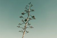 Single tree, blue sky