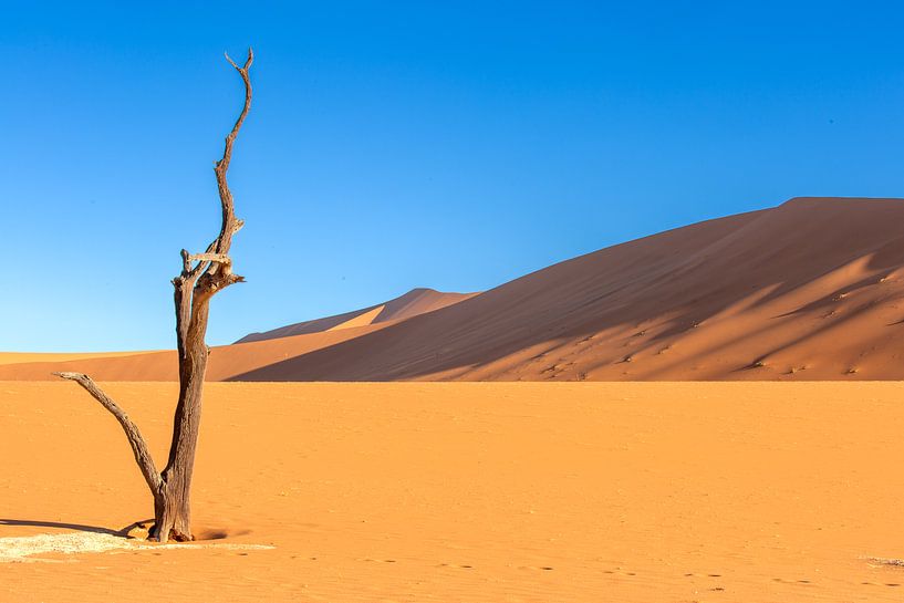 Arrêt du temps - Un arbre dans la Dead Vlei, Namibie par Fototante