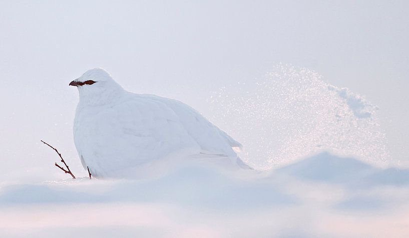 Auerhuhn (Lagopus mutus) von Beschermingswerk voor aan uw muur