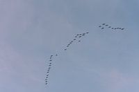 Migration des oiseaux vers le sud | Print Art