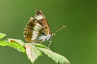 Geschädigt, aber tapfer