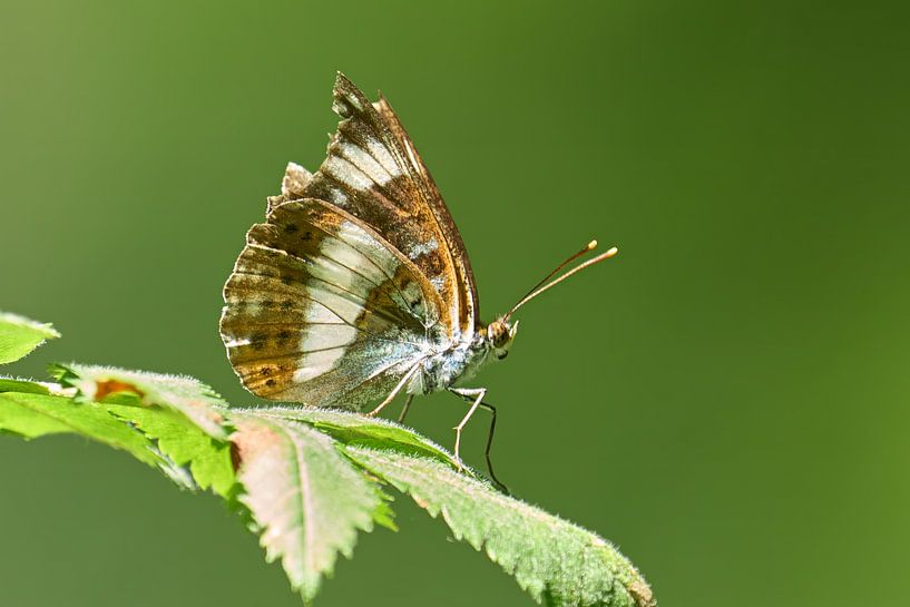 Geschädigt, aber tapfer von Geert Perdaens