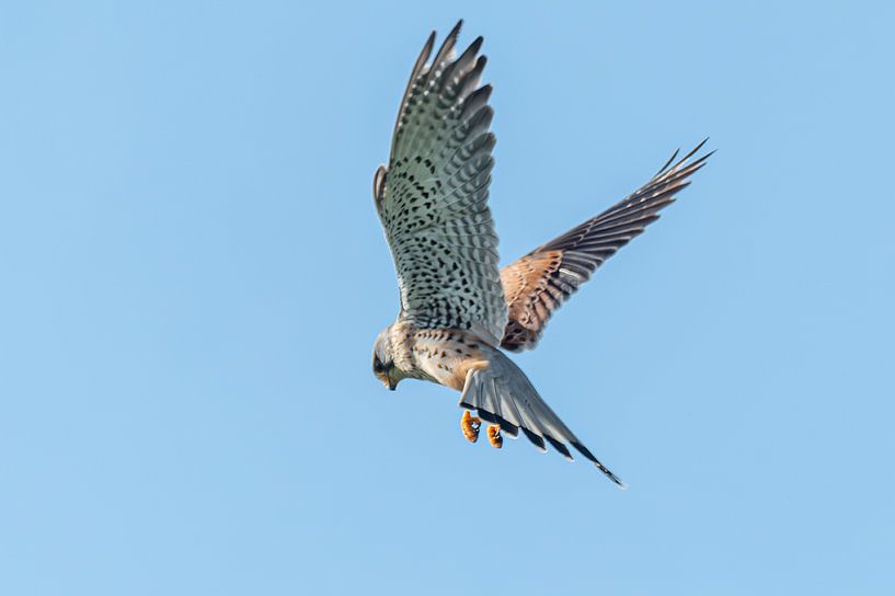 Torenvalk 02 van Ruud Peters