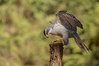 Goshawk on pole