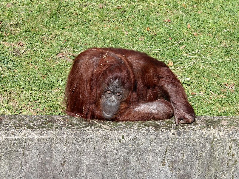 Orang-Utan. von Jose Lok