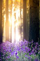 Aube de la forêt enchantée