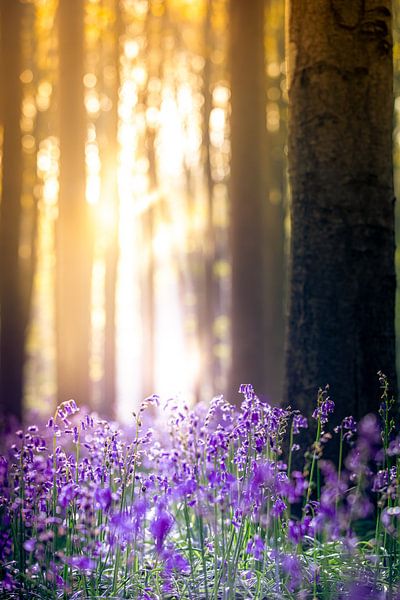 Aube de la forêt enchantée par An Rogier