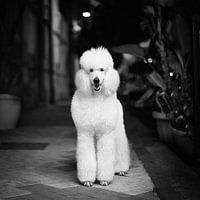 Italienische Schlampe!