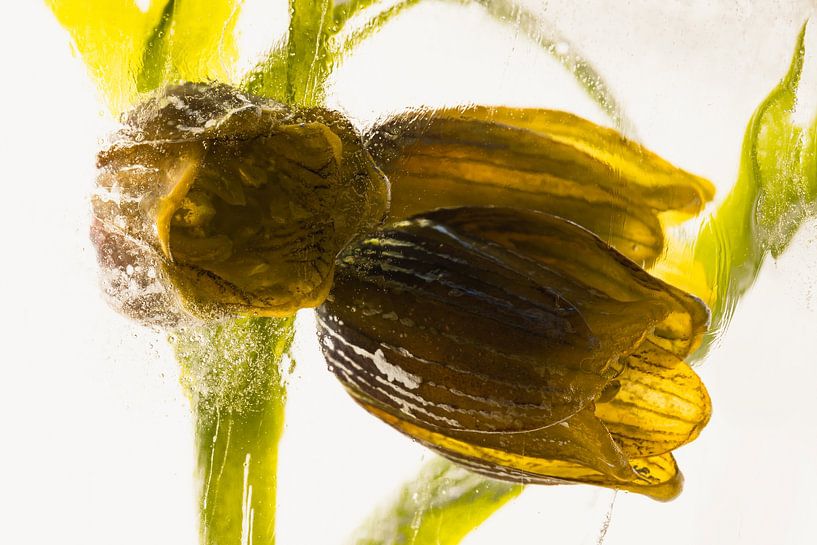 Fritillaria in ice 2 by Marc Heiligenstein