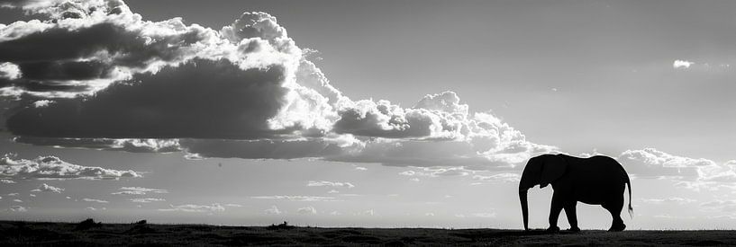 Elefanten-Silhouette in Schwarz-Weiß von Poster Art Shop