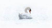 A white swan