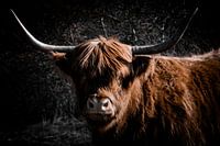 Highlander dans les dunes de Kennemerland