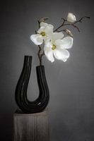 Still life Orchid