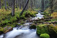 Forest and river in Canada