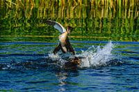 Futen territoriumgevecht