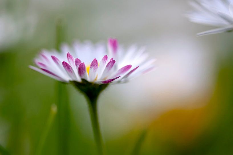 Gänseblümchen von Kees Smans