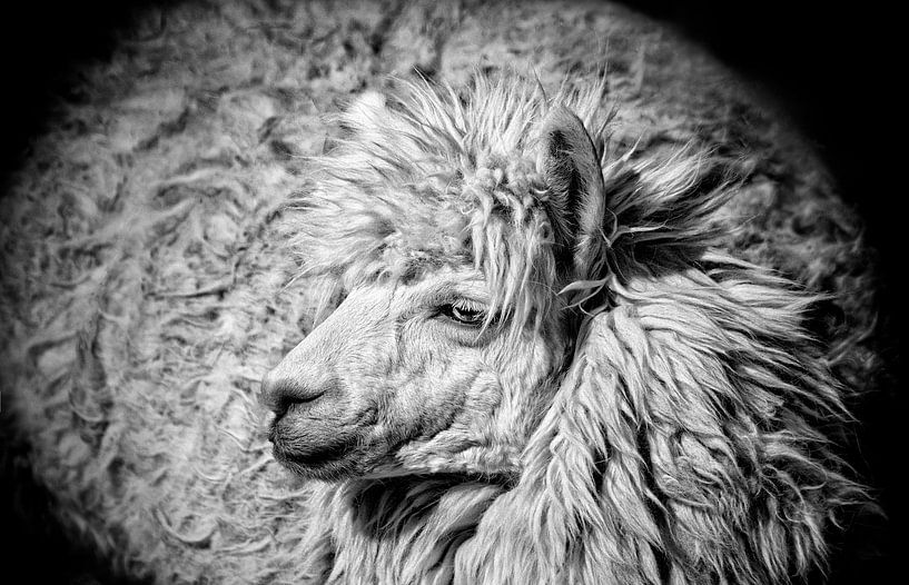 Alpaca in zwartwit van Chi