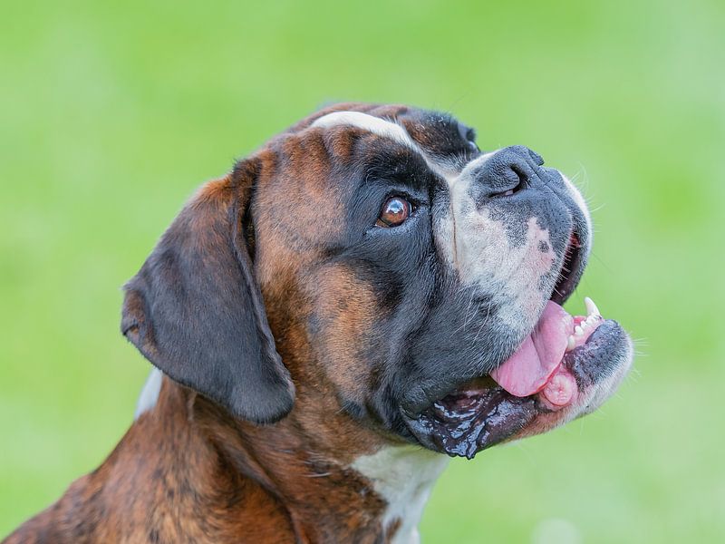 Boxer head portrait by Aandenken in Beeld