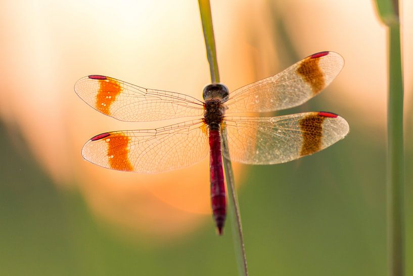 Bandheidelibel bij zonsondergang by Dennis Hilligers