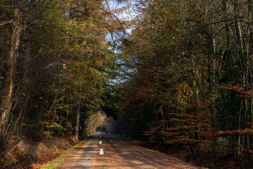 Spaziergang in einem fast menschenleeren Wald von Annemarie Goudswaard
