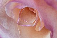 Rose macro
