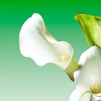 White calla's