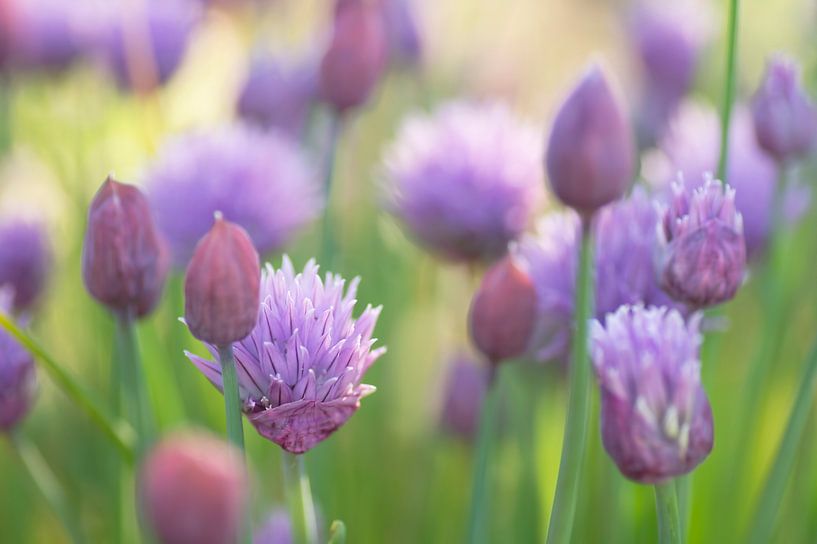 The cheerful purple of Chives by Birgitte Bergman